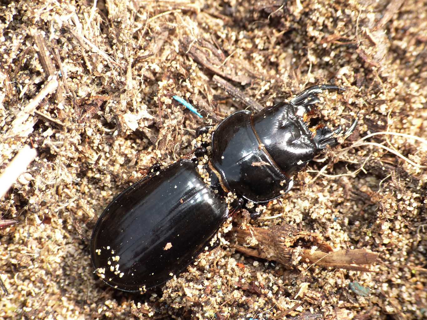 Femmina di Scarites buparius